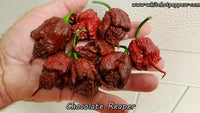 Chocolate Reaper - Pepper Seeds - White Hot Peppers